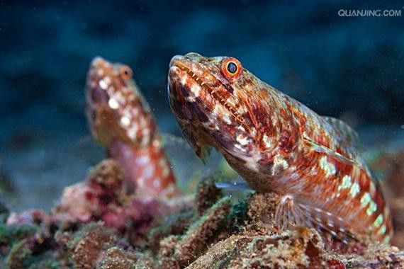 水龍魚是海里的嗎圖片 龍魚百科 第6張 水龍魚是海里的嗎圖片 水龍魚是海里的嗎圖片 龍魚百科 第6張