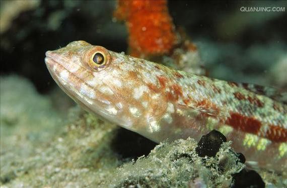 水龍魚是海里的嗎圖片 龍魚百科 第7張 水龍魚是海里的嗎圖片 水龍魚是海里的嗎圖片 龍魚百科 第7張