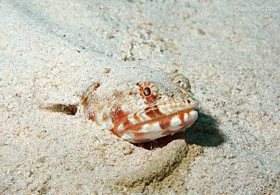 水龍魚是海里的嗎圖片 龍魚百科 第12張 水龍魚是海里的嗎圖片 水龍魚是海里的嗎圖片 龍魚百科 第12張