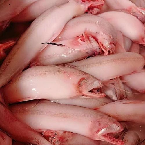 水龍魚是海里的嗎圖片 龍魚百科 第15張 水龍魚是海里的嗎圖片 水龍魚是海里的嗎圖片 龍魚百科 第15張
