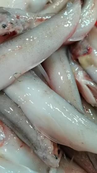 水龍魚是海里的嗎圖片 龍魚百科 第17張 水龍魚是海里的嗎圖片 水龍魚是海里的嗎圖片 龍魚百科 第17張