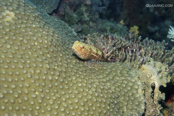 水龍魚是海里的嗎圖片 龍魚百科 第13張 水龍魚是海里的嗎圖片 水龍魚是海里的嗎圖片 龍魚百科 第13張