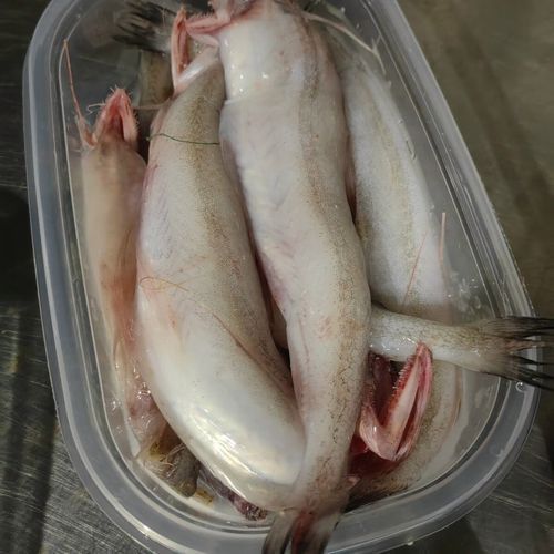 水龍魚是海里的嗎圖片 龍魚百科 第14張 水龍魚是海里的嗎圖片 水龍魚是海里的嗎圖片 龍魚百科 第14張