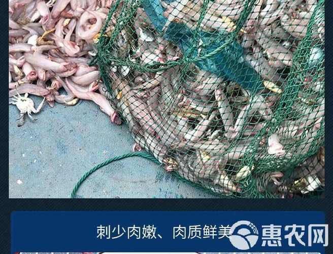 水龍魚是海里的嗎圖片 龍魚百科 第21張 水龍魚是海里的嗎圖片 水龍魚是海里的嗎圖片 龍魚百科 第21張