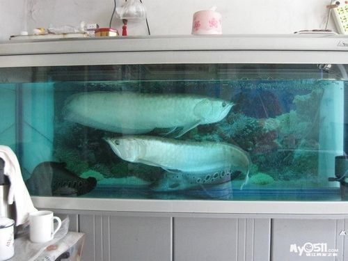 銀龍魚飼養(yǎng)方法及注意事項大全圖片