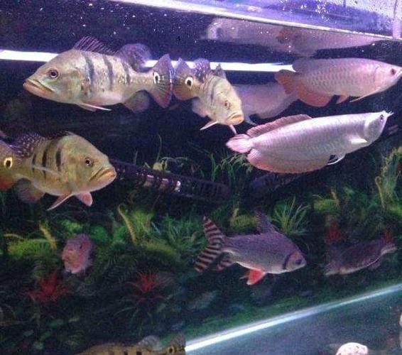 銀龍魚飼養(yǎng)方法及注意事項大全圖片