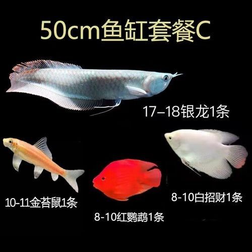 銀龍魚飼養(yǎng)方法及注意事項大全圖片