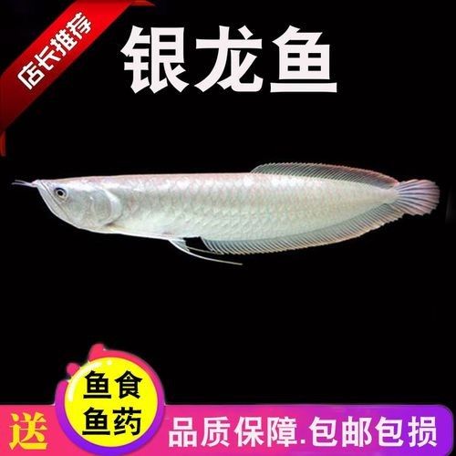 銀龍魚飼養(yǎng)方法及注意事項大全圖片