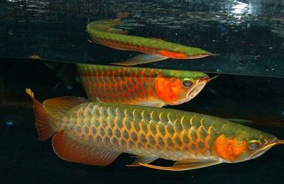 紅龍魚人工干預(yù)品相識別：紅龍魚與經(jīng)過人工干預(yù)品相識別的方法，紅龍魚的品相識別