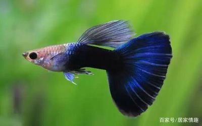龍魚養什么品種風水最好養，養龍魚的注意事項