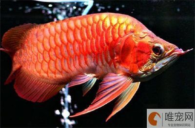 龍魚養什么品種風水最好養，養龍魚的注意事項