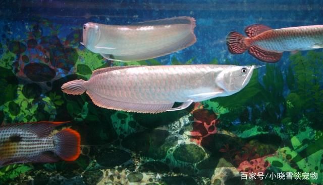 龍魚養護注意事項，龍魚養護注意事項介紹 龍魚養護注意事項，龍魚養護注意事項介紹 龍魚百科 第1張