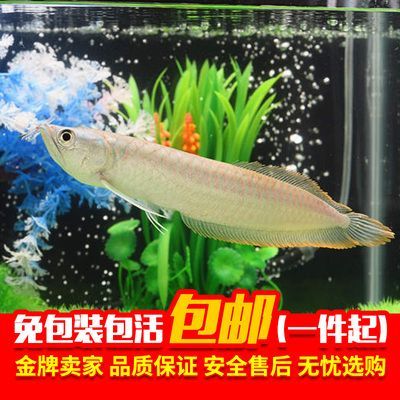 家里養銀龍魚的寓意和風水有關嗎（家里養銀龍魚的風水學，養一條銀龍魚有啥寓意）