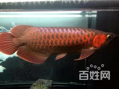 金龍魚是可以空運的，但需要注意的是，：金龍魚可以空運嗎？ 金龍魚是可以空運的，但需要注意的是，：金龍魚可以空運嗎？ 龍魚百科