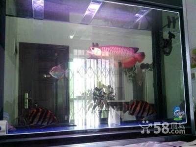 家里真的不適合養龍魚嗎為什么：養殖龍魚需要滿足一些特定條件，但不適合在家庭環境中飼養 家里真的不適合養龍魚嗎為什么：養殖龍魚需要滿足一些特定條件，但不適合在家庭環境中飼養 龍魚百科 第1張