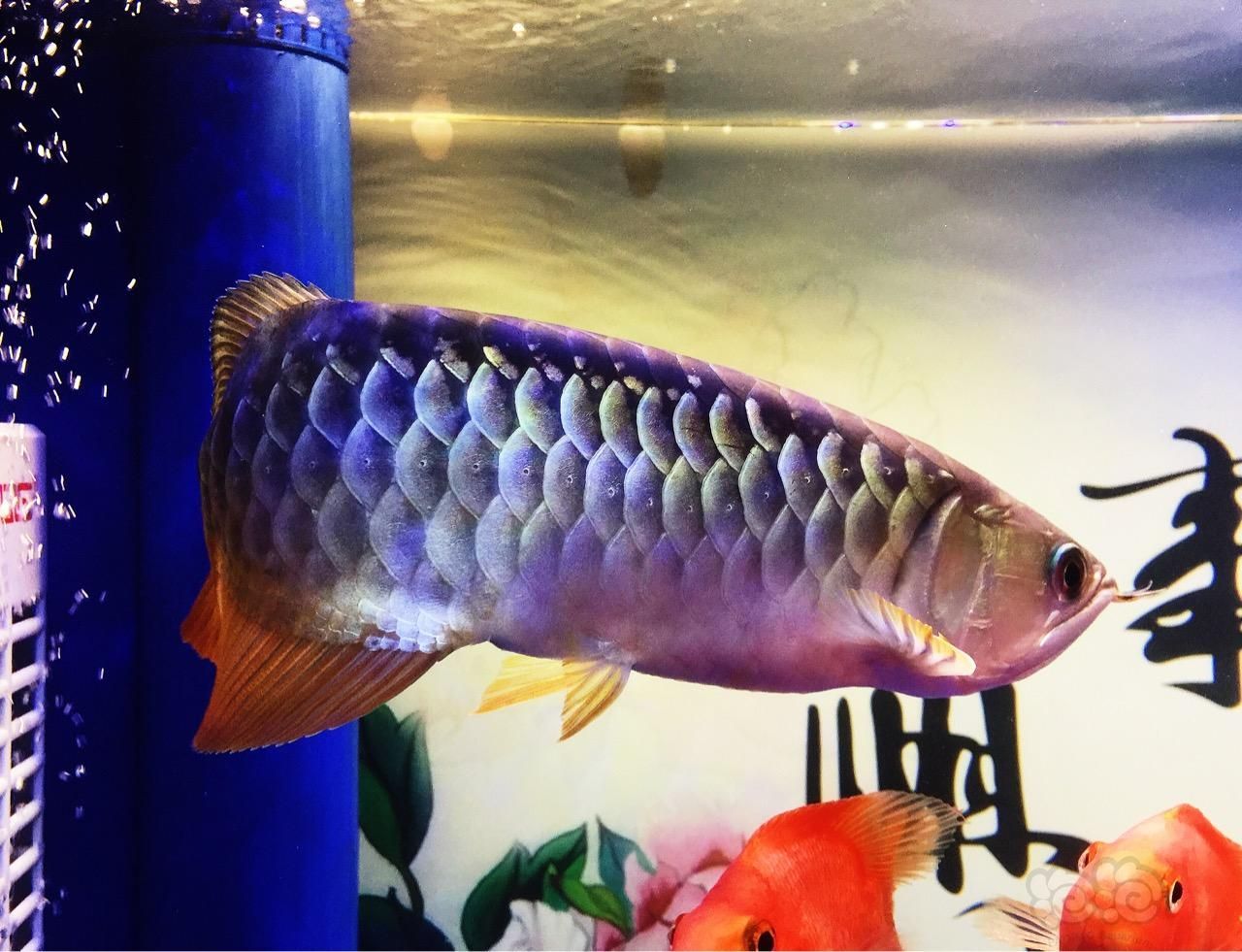 金龍魚風水功效：金龍魚在風水學中被視為財富和運勢的象征其身體象征著財富和運勢
