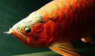 紅龍魚病了怎么治，紅龍魚厭食癥的預防措施，紅龍魚趴缸的護理方法