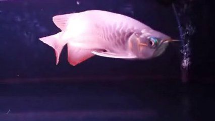 粗線魚和金龍魚一起養可以嗎：粗線魚和金龍魚可以一起養嗎