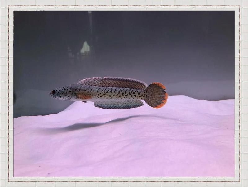 雷龍魚與龍魚混養好不好