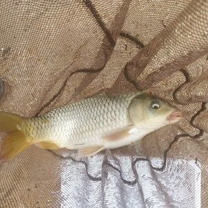 龍魚哪里釣原神最好：稻妻龍魚出沒時間表原神釣魚成就解鎖方法
