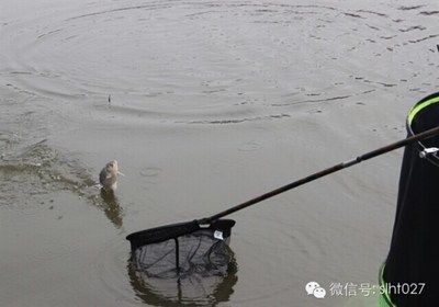 龍魚哪里釣原神最好：稻妻龍魚出沒時間表原神釣魚成就解鎖方法