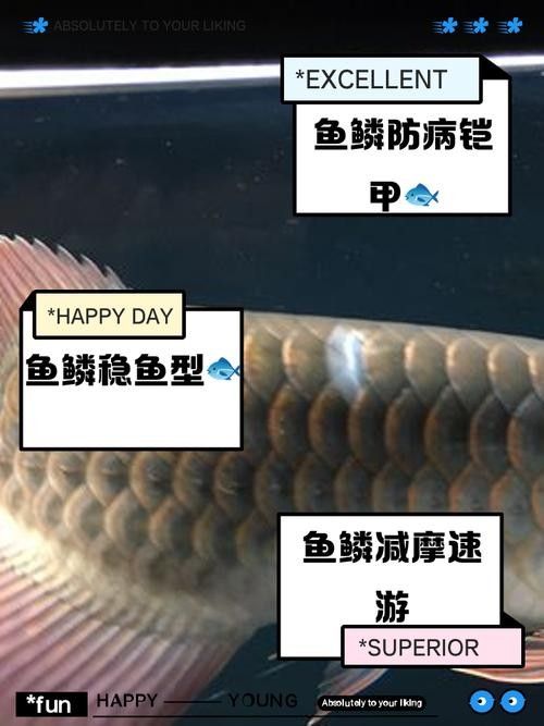 龍魚過背和高背的區別圖解