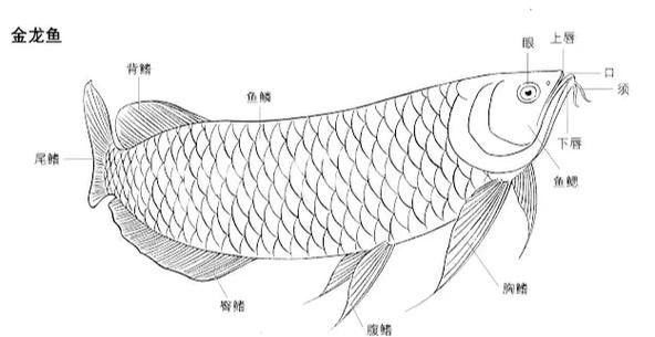 龍魚過背和高背的區別圖解