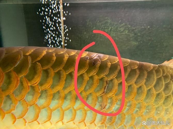 龍魚過背和高背的區別圖解