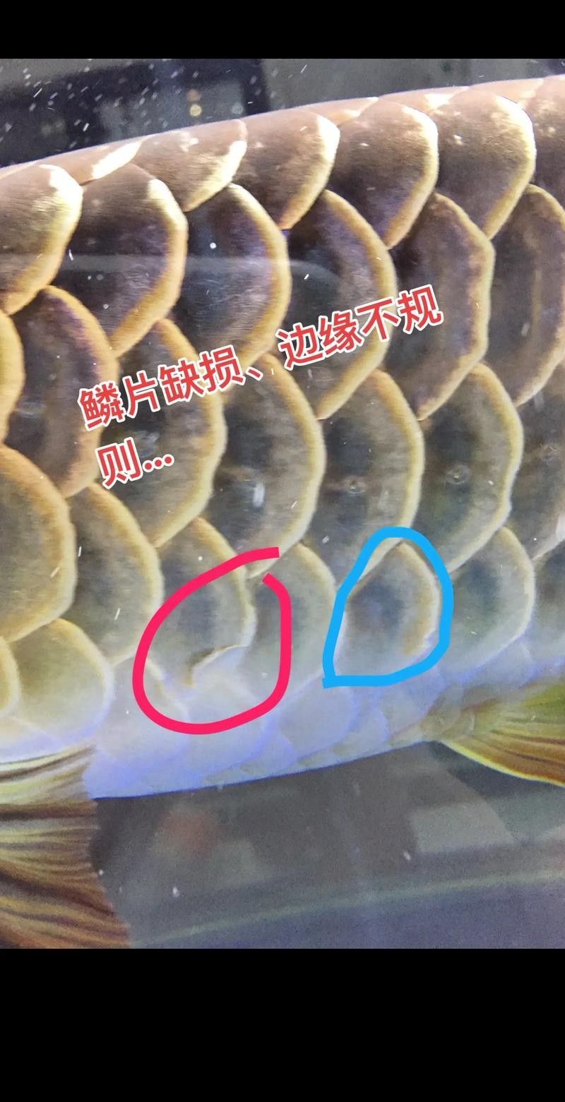 龍魚過背和高背的區別圖解