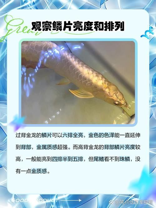 龍魚過背和高背的區別圖解