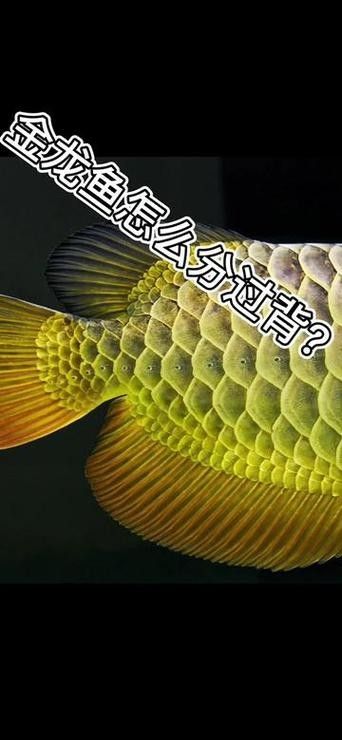 龍魚過背和高背的區別圖解