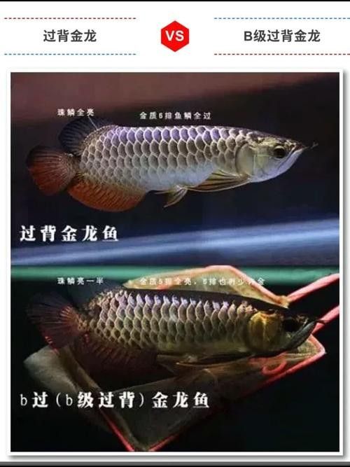 龍魚過背和高背的區別圖解