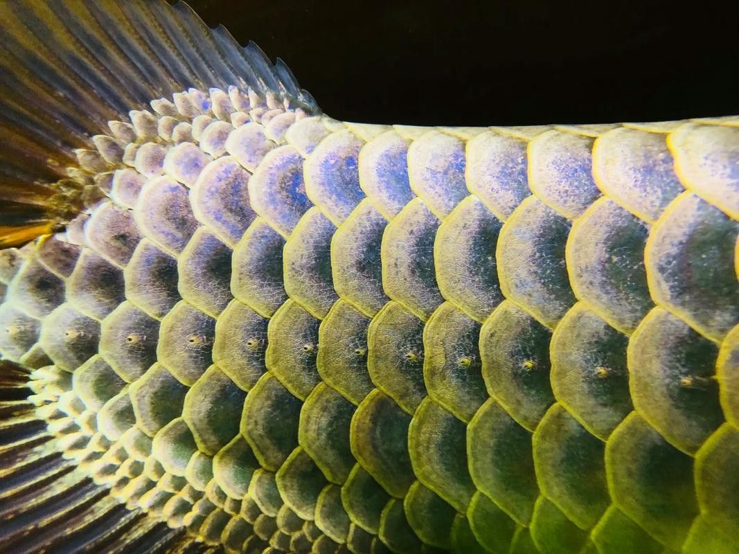 龍魚過背和高背的區別圖解