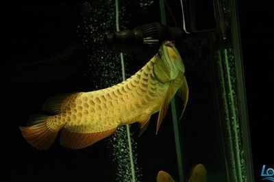 龍魚只喂飼料可以不？：龍魚可以只喂飼料嗎？