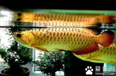 龍魚入缸第二天就死了正常嗎：龍魚入缸后的死亡可能由多種原因引起，并非所有情況都是正常的 龍魚入缸第二天就死了正常嗎：龍魚入缸后的死亡可能由多種原因引起，并非所有情況都是正常的 龍魚百科 第2張