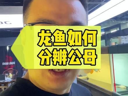 火龍魚(yú)怎么分公母圖片視頻 火龍魚(yú)怎么分公母圖片視頻 龍魚(yú)百科 第4張