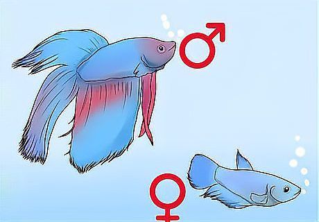 火龍魚(yú)怎么分公母圖片視頻 火龍魚(yú)怎么分公母圖片視頻 龍魚(yú)百科 第10張