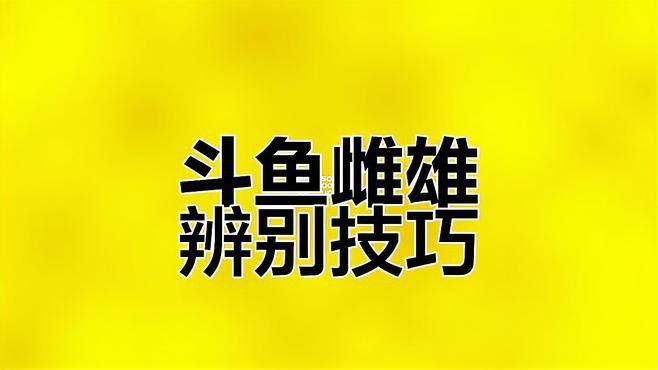 火龍魚(yú)怎么分公母圖片視頻 火龍魚(yú)怎么分公母圖片視頻 龍魚(yú)百科 第8張