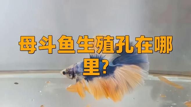 火龍魚(yú)怎么分公母圖片視頻 火龍魚(yú)怎么分公母圖片視頻 龍魚(yú)百科 第7張