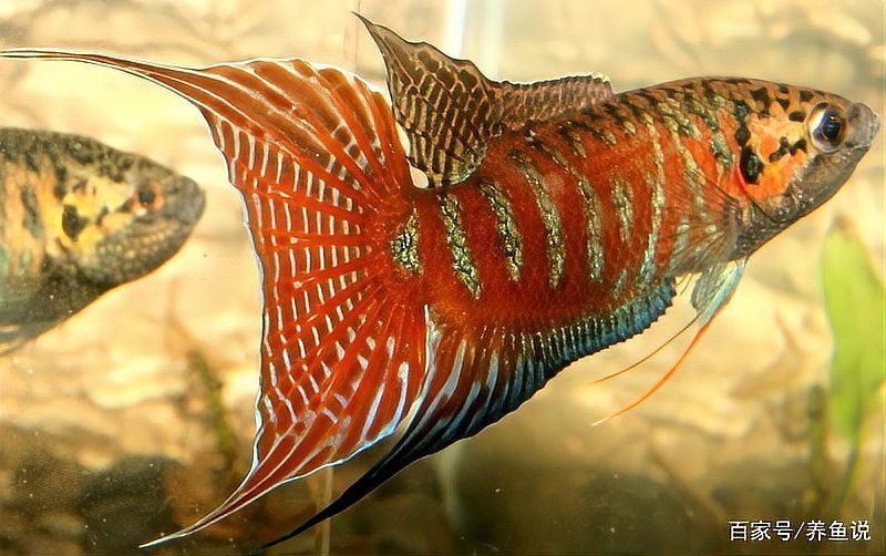 火龍魚(yú)怎么分公母圖片視頻 火龍魚(yú)怎么分公母圖片視頻 龍魚(yú)百科 第12張