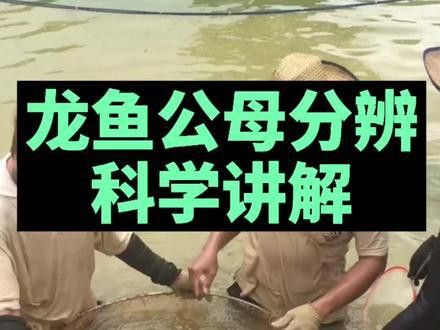 火龍魚(yú)怎么分公母圖片視頻 火龍魚(yú)怎么分公母圖片視頻 龍魚(yú)百科 第13張