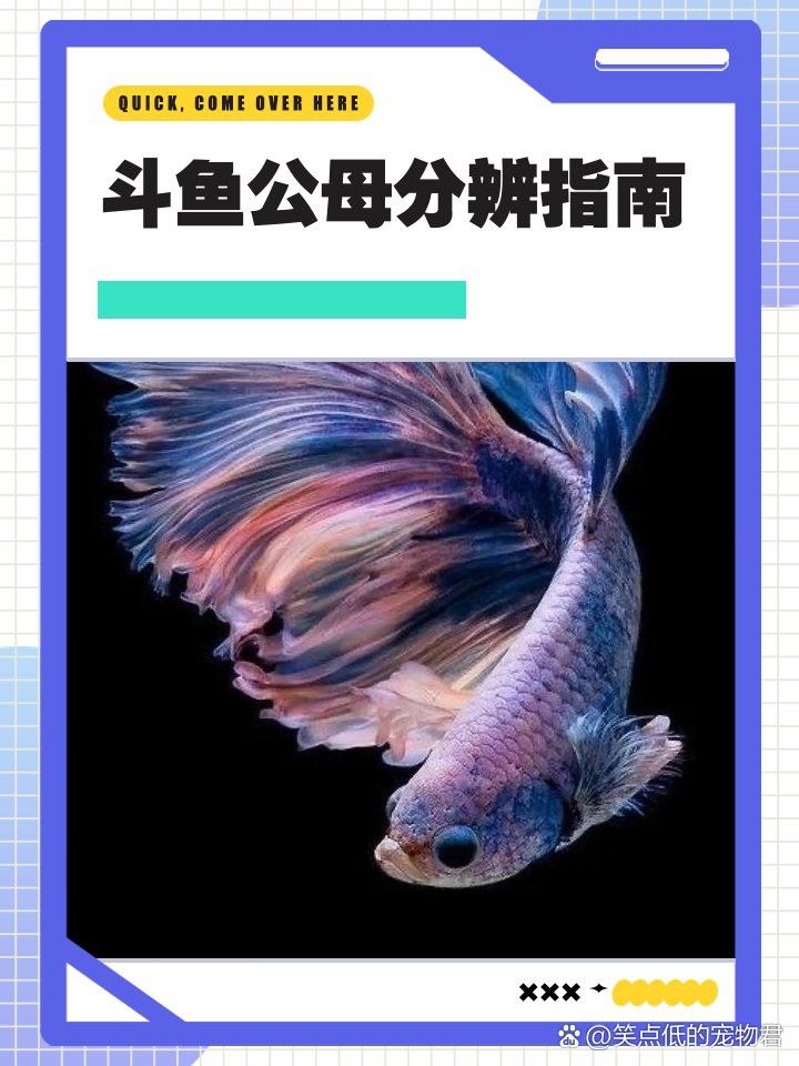 火龍魚(yú)怎么分公母圖片視頻 火龍魚(yú)怎么分公母圖片視頻 龍魚(yú)百科 第11張