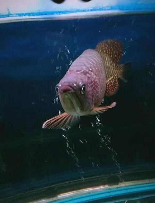 世界上最大的龍魚圖片