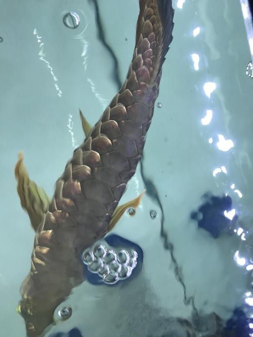 世界上最大的龍魚圖片