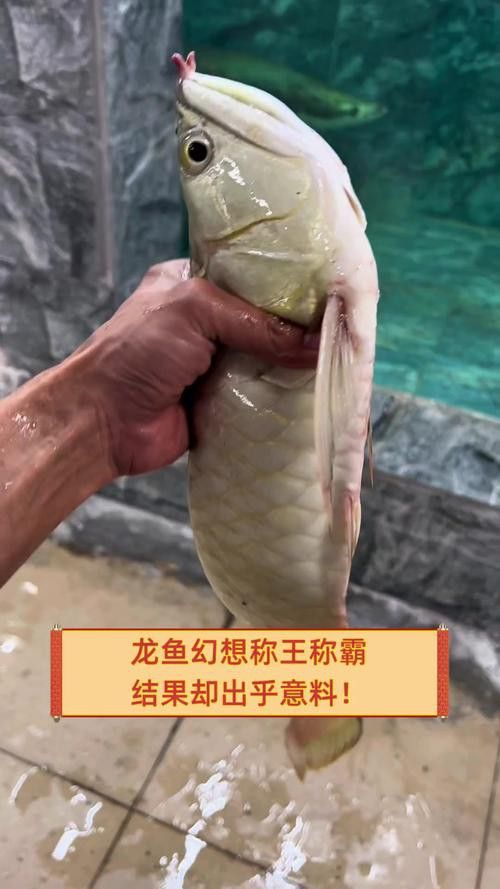 世界上最大的龍魚圖片