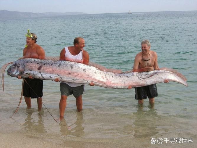 世界上最大的龍魚圖片