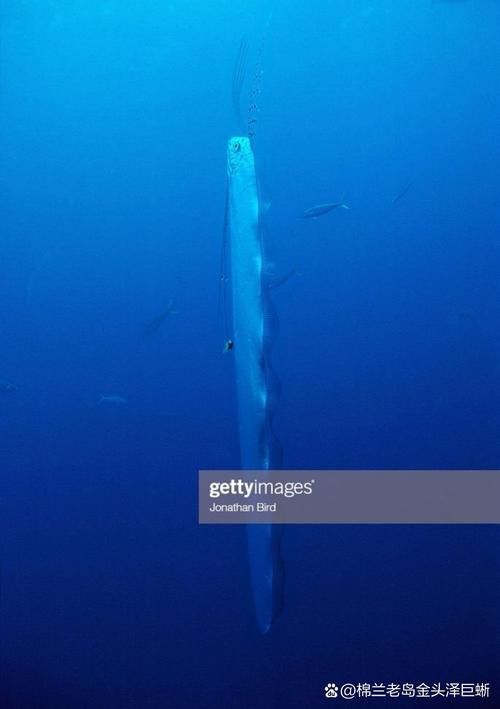 世界上最大的龍魚圖片