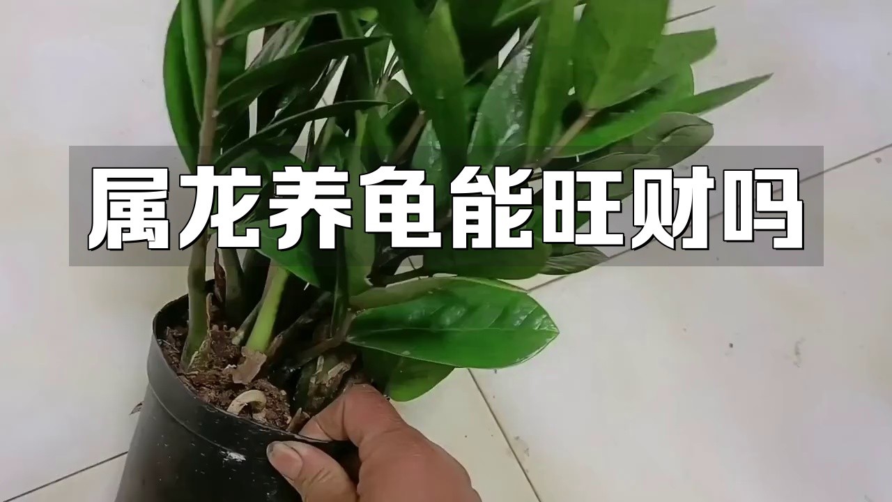屬龍的人養龜有哪些好處