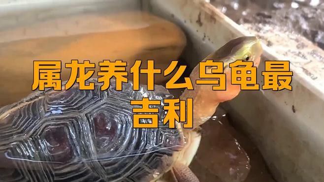 屬龍的人養(yǎng)龜有哪些好處