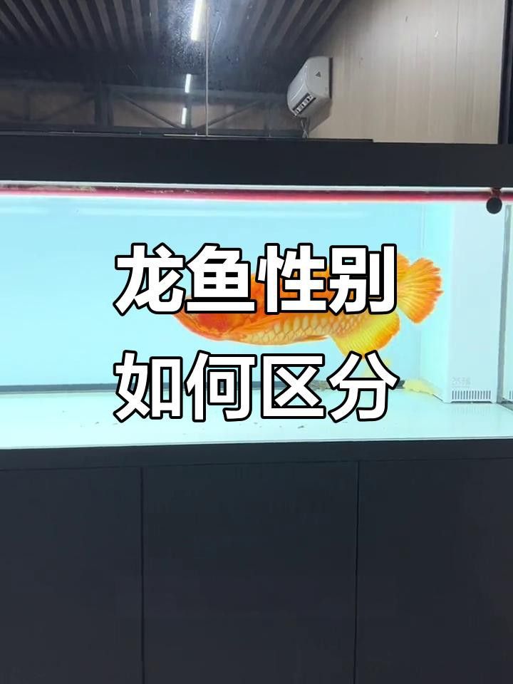 如何鑒別龍魚的雌雄？